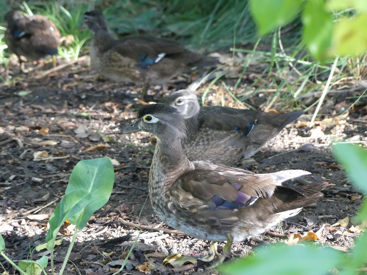 Wood Duck - ML637467733