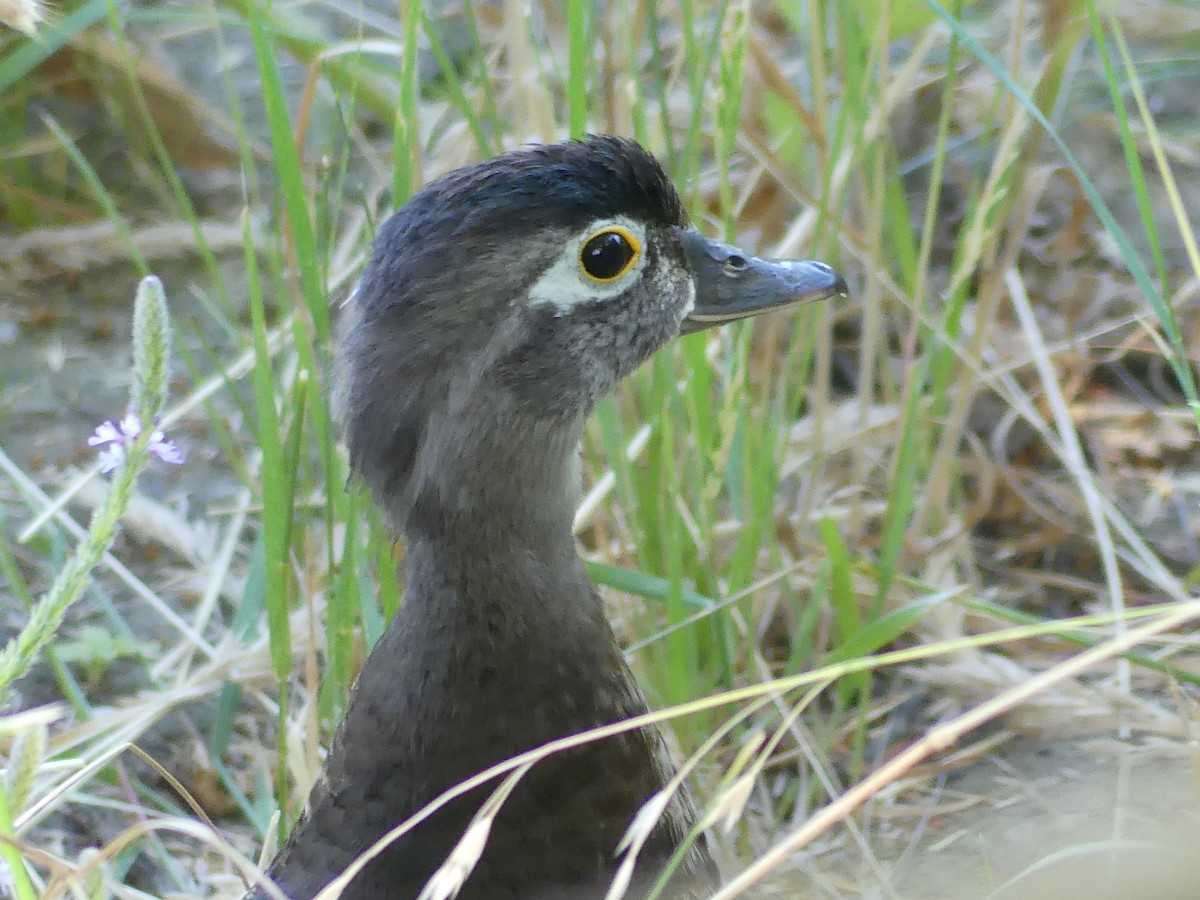 Wood Duck - ML637467734