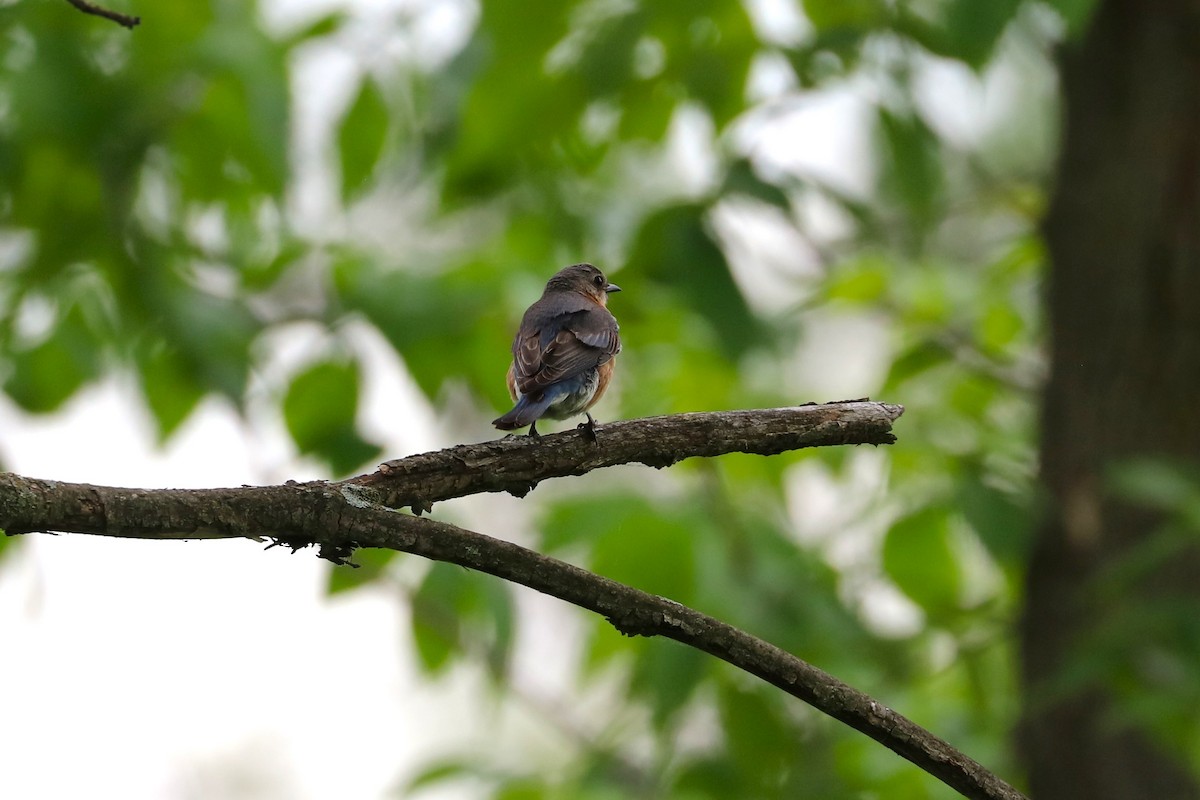 Eastern Bluebird - ML637467737