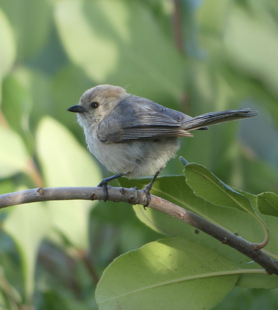 Bushtit - ML637467765