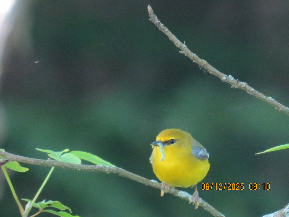 Blue-winged Warbler - ML637467774