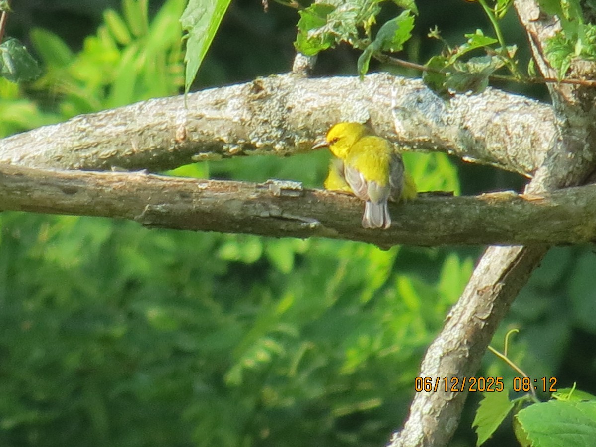 Blue-winged Warbler - ML637467775