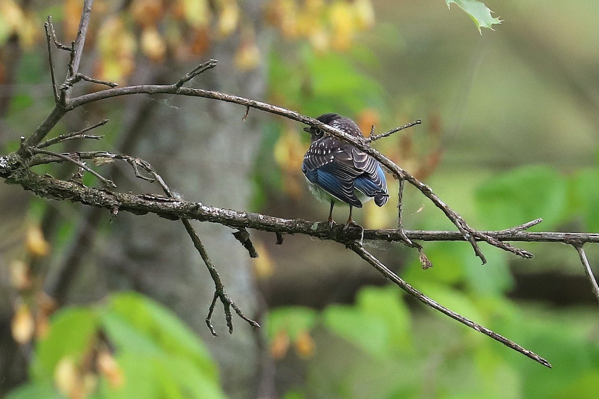Eastern Bluebird - ML637467819