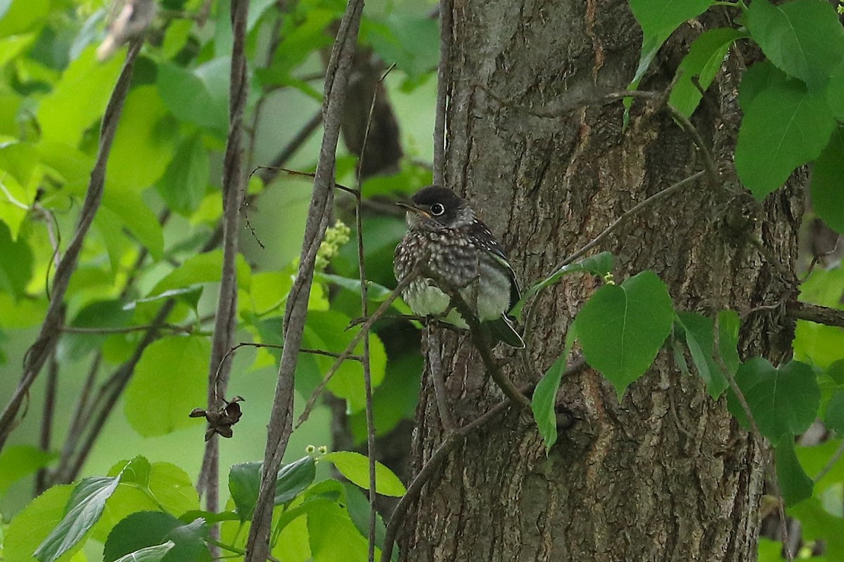 Eastern Bluebird - ML637467835