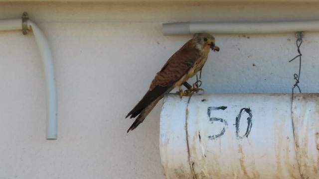 Lesser Kestrel - ML637467859