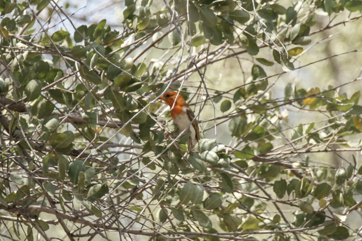 Red-headed Weaver - ML637467885