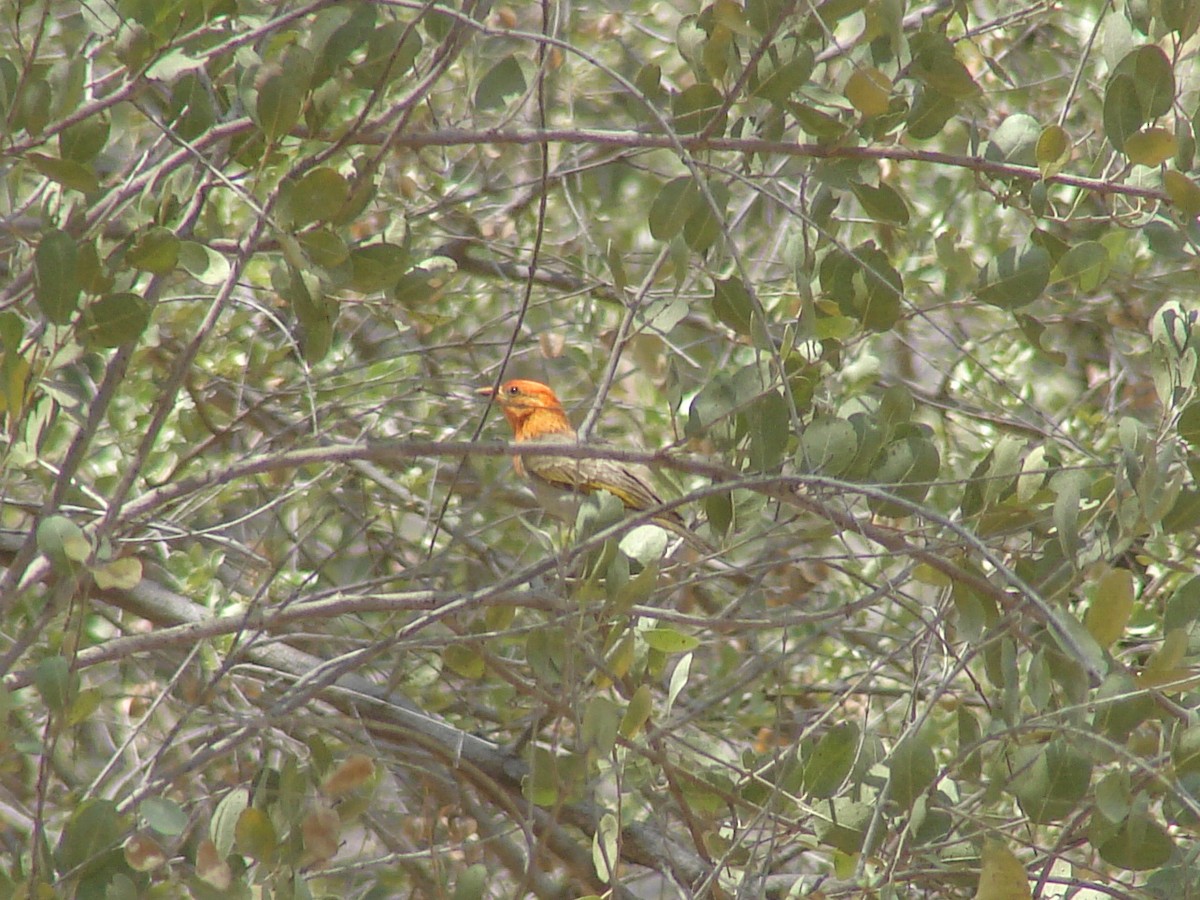 Red-headed Weaver - ML637467886