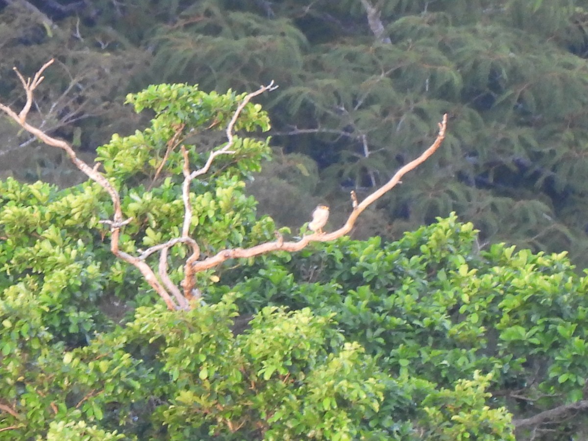 Tiny Hawk - ML637467900