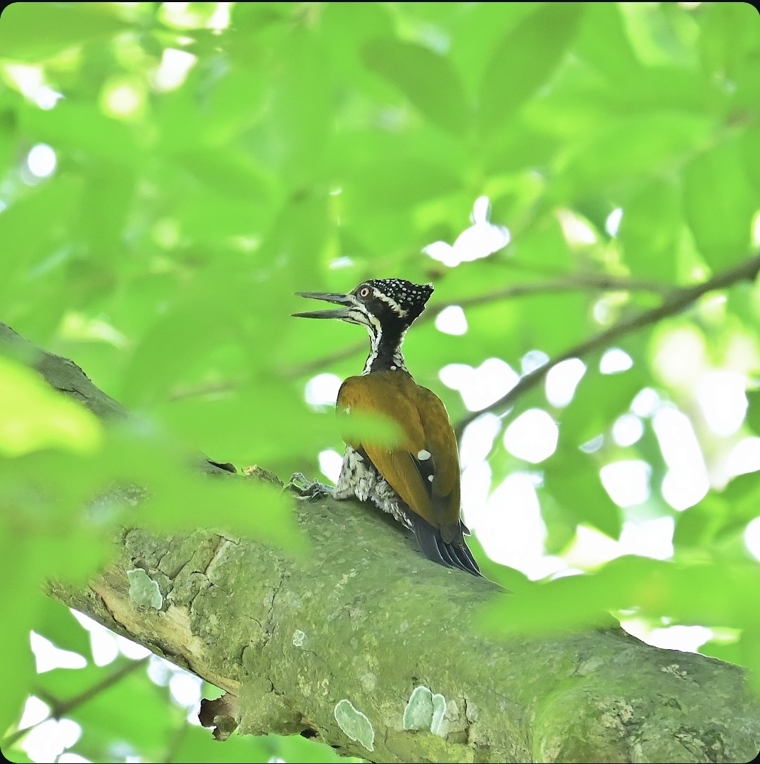 Greater Flameback - ML637467916