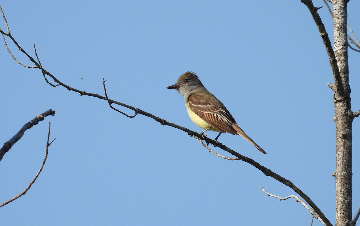 Great Crested Flycatcher - ML637467934