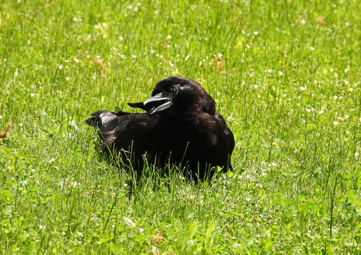 vrána americká - ML637467952