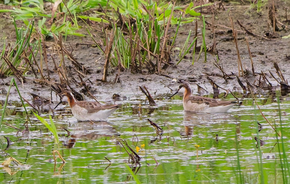 Wilson's Phalarope - ML637467960