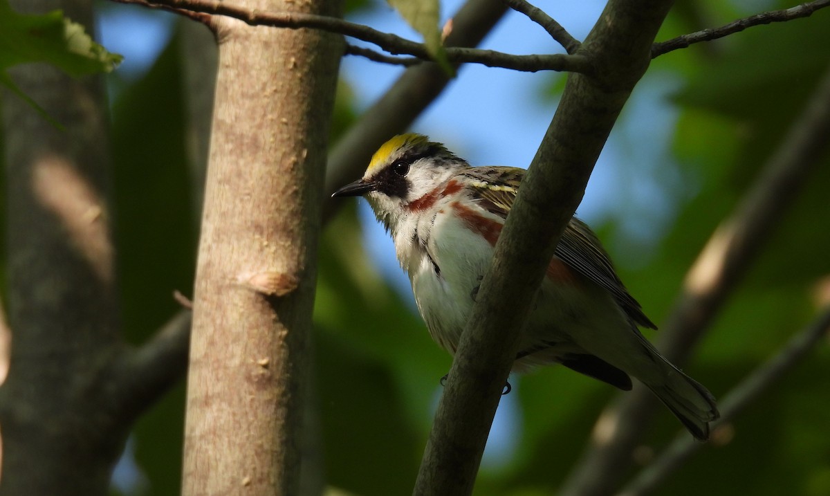 lesňáček rezavoboký - ML637467962