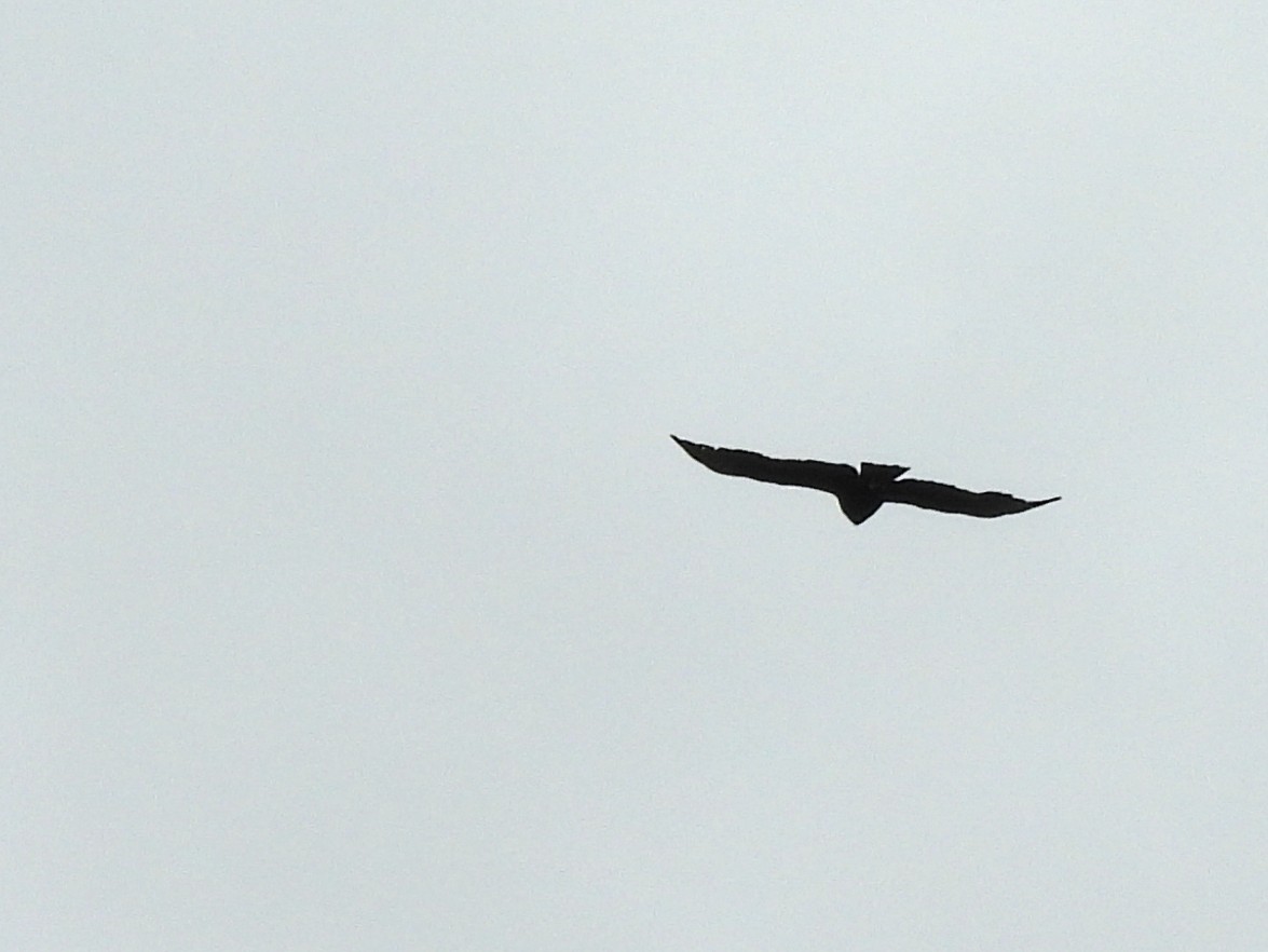 Short-tailed Hawk - ML637467972