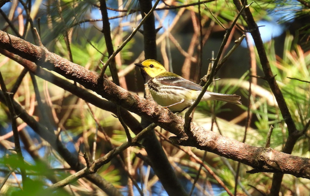 lesňáček proužkoboký - ML637467975