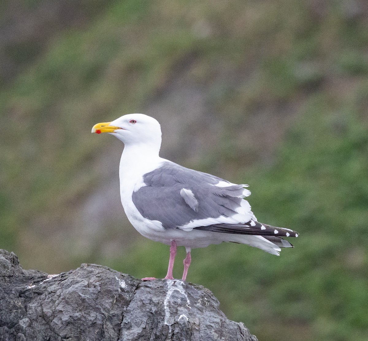 Slaty-backed Gull - ML637468001