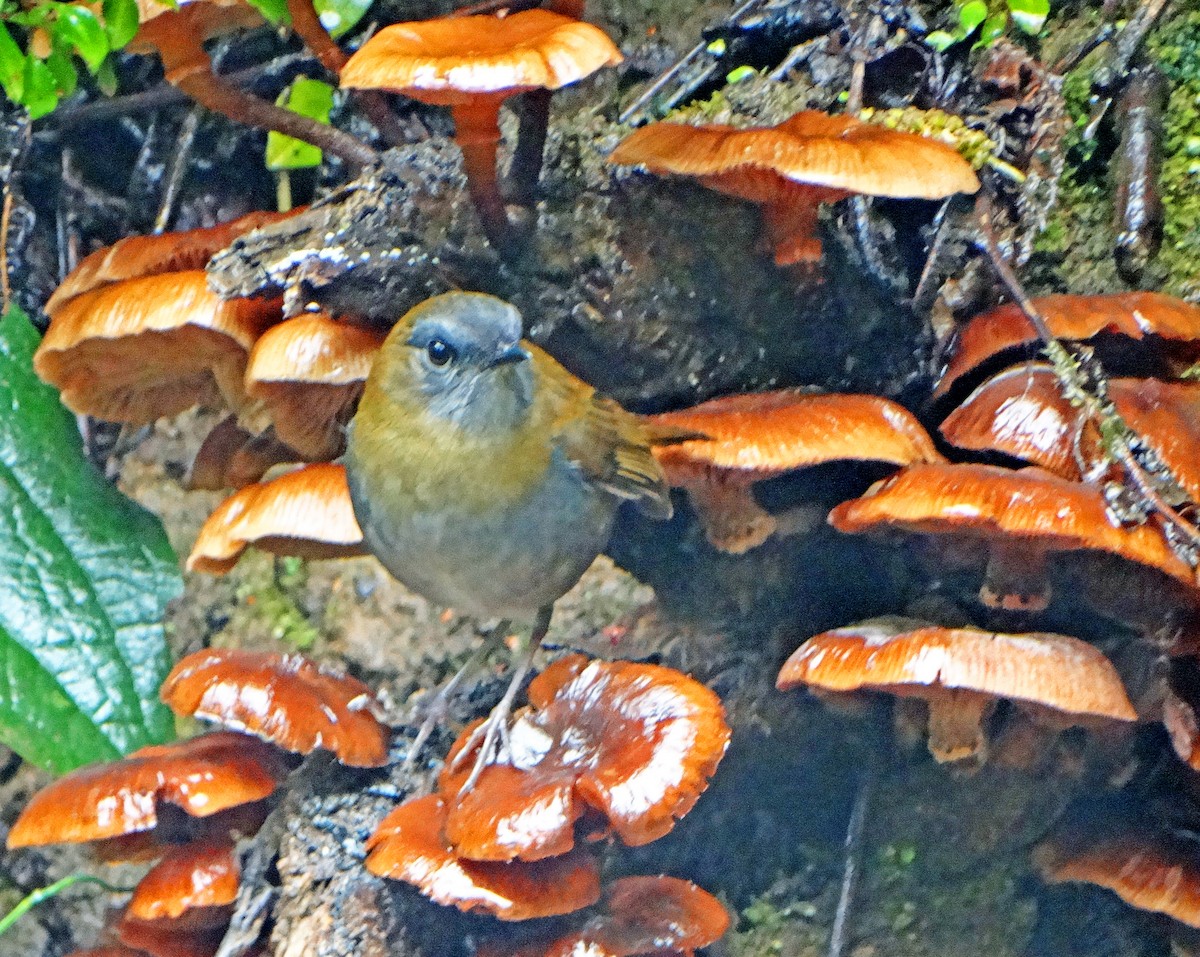 Black-billed Nightingale-Thrush - ML637468012