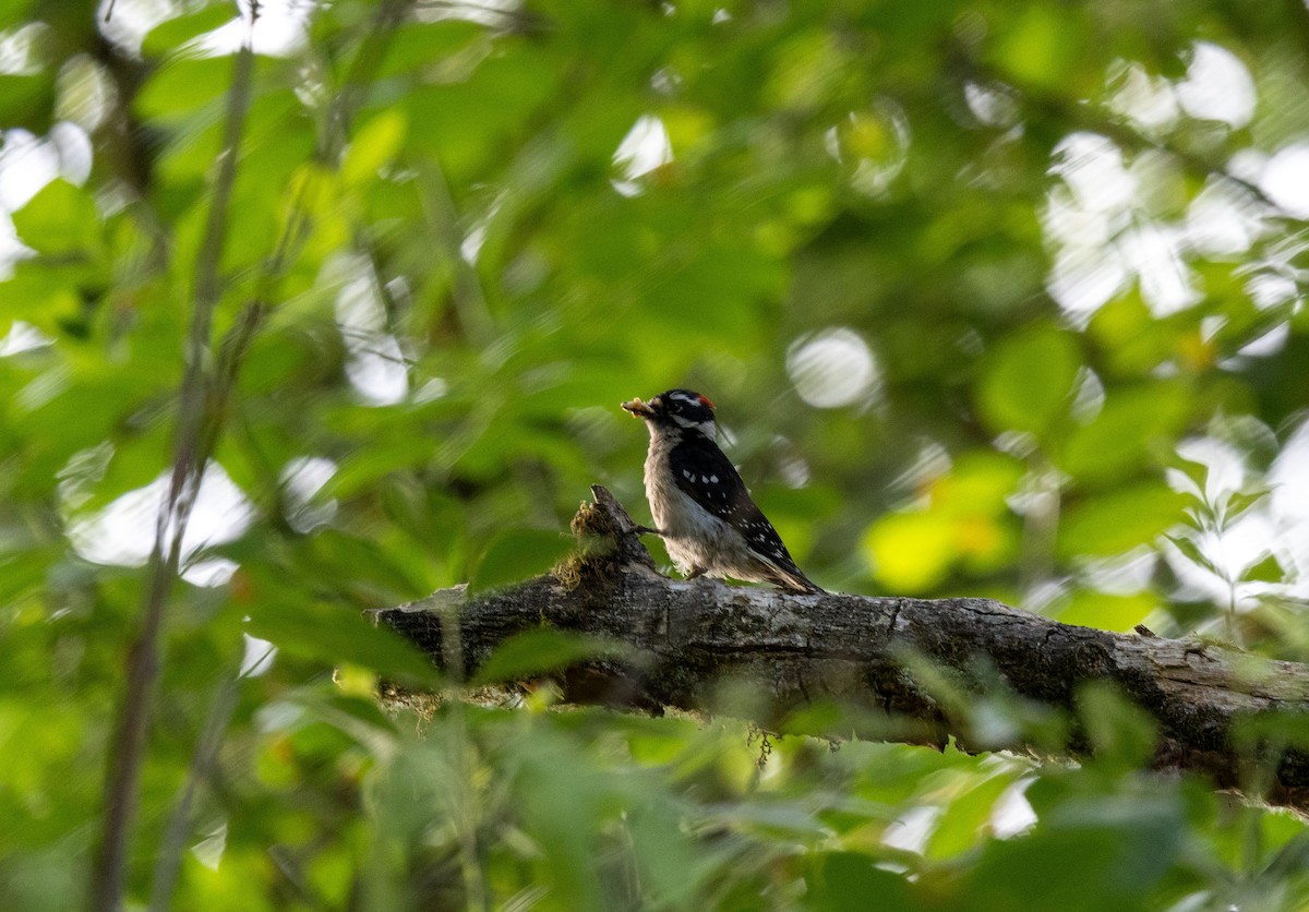 Downy Woodpecker - ML637468030