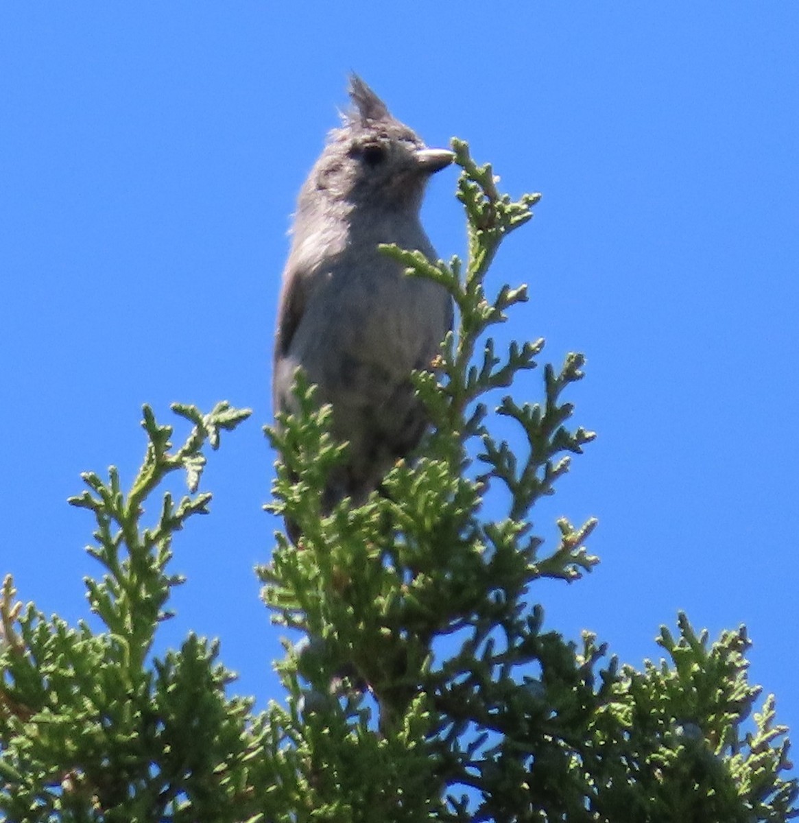Juniper Titmouse - ML637468032