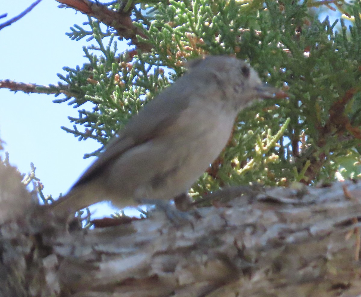 Juniper Titmouse - ML637468033