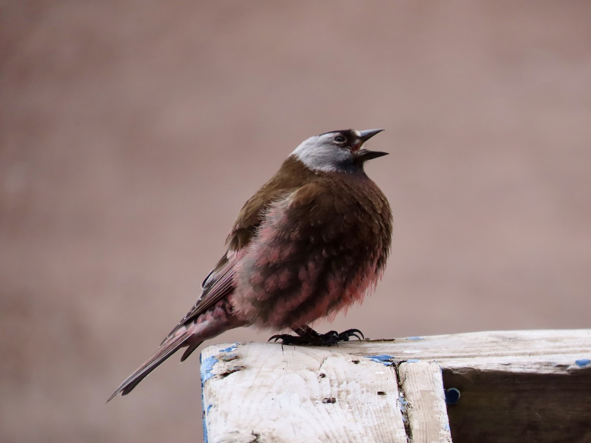Gray-crowned Rosy-Finch (Pribilof Is.) - ML637468034