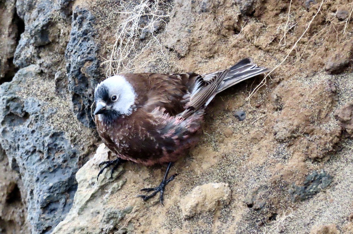 Gray-crowned Rosy-Finch (Pribilof Is.) - ML637468036