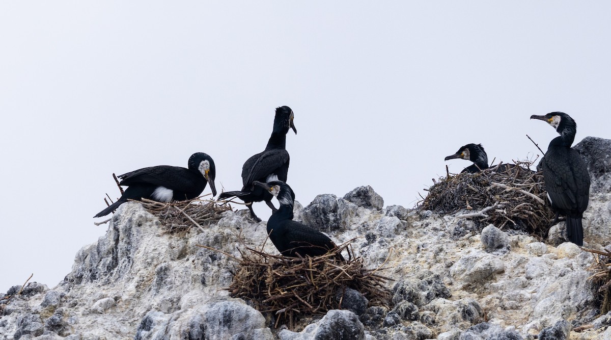 Japanese Cormorant - ML637468047