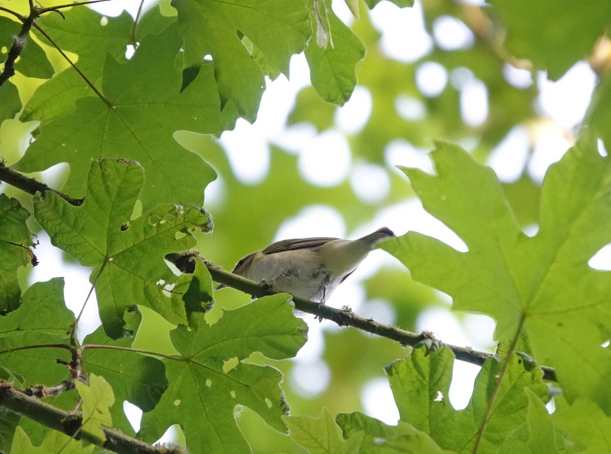 Red-eyed Vireo - ML637468115