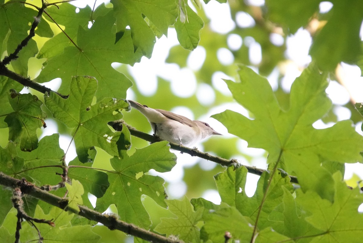 Red-eyed Vireo - ML637468116