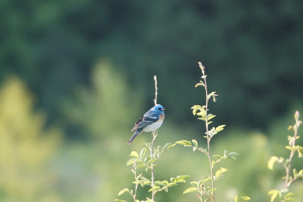 Lazuli Bunting - ML637468123