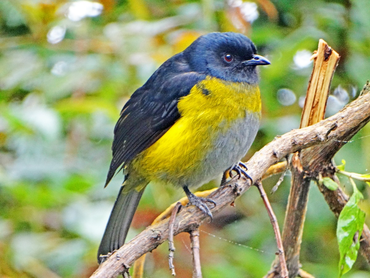 Black-and-yellow Silky-flycatcher - ML637468133