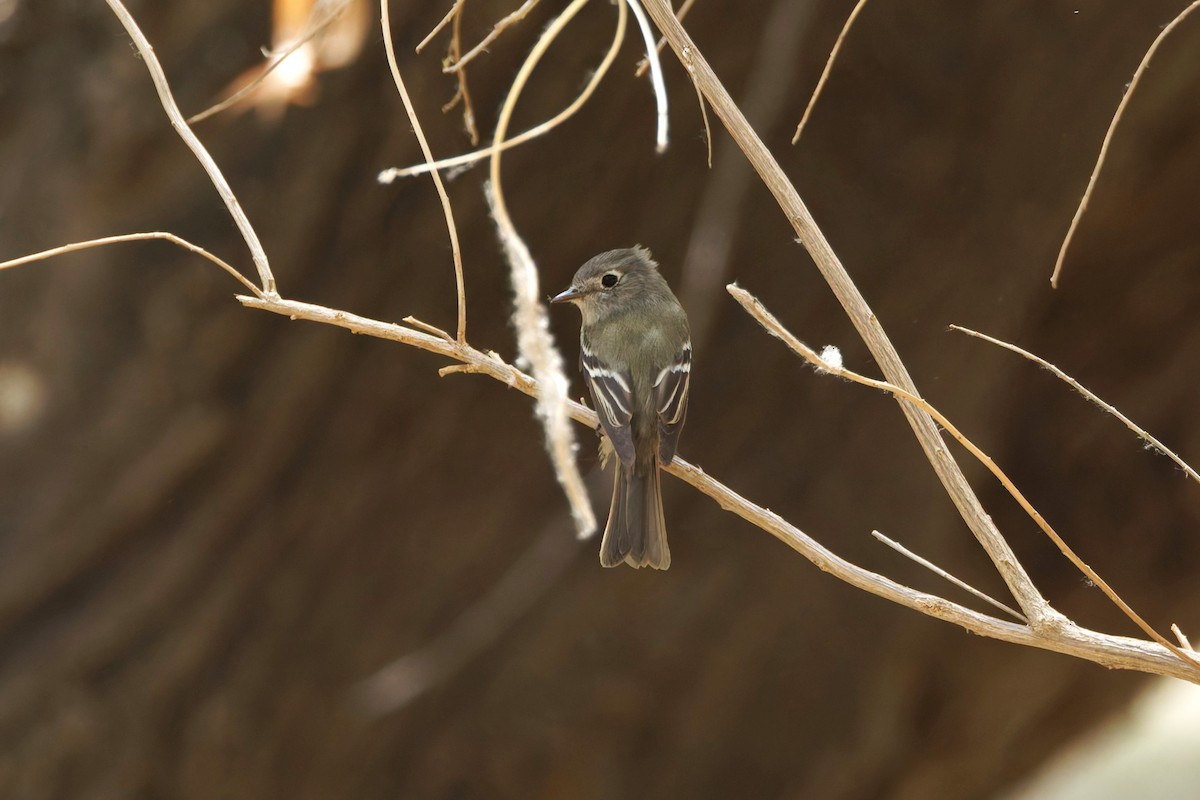 Dusky Flycatcher - ML637468272