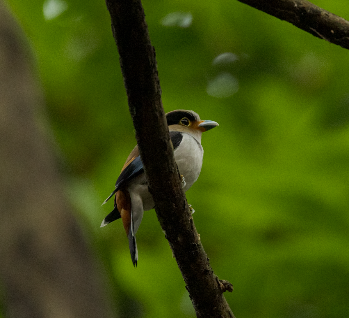 Silver-breasted Broadbill - ML637468314