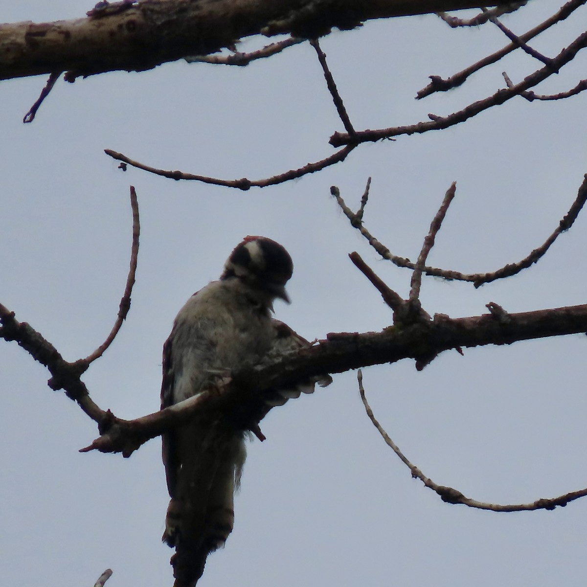 Downy Woodpecker - ML637468322