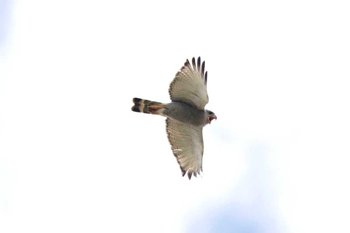 Gray Hawk - ML637468328