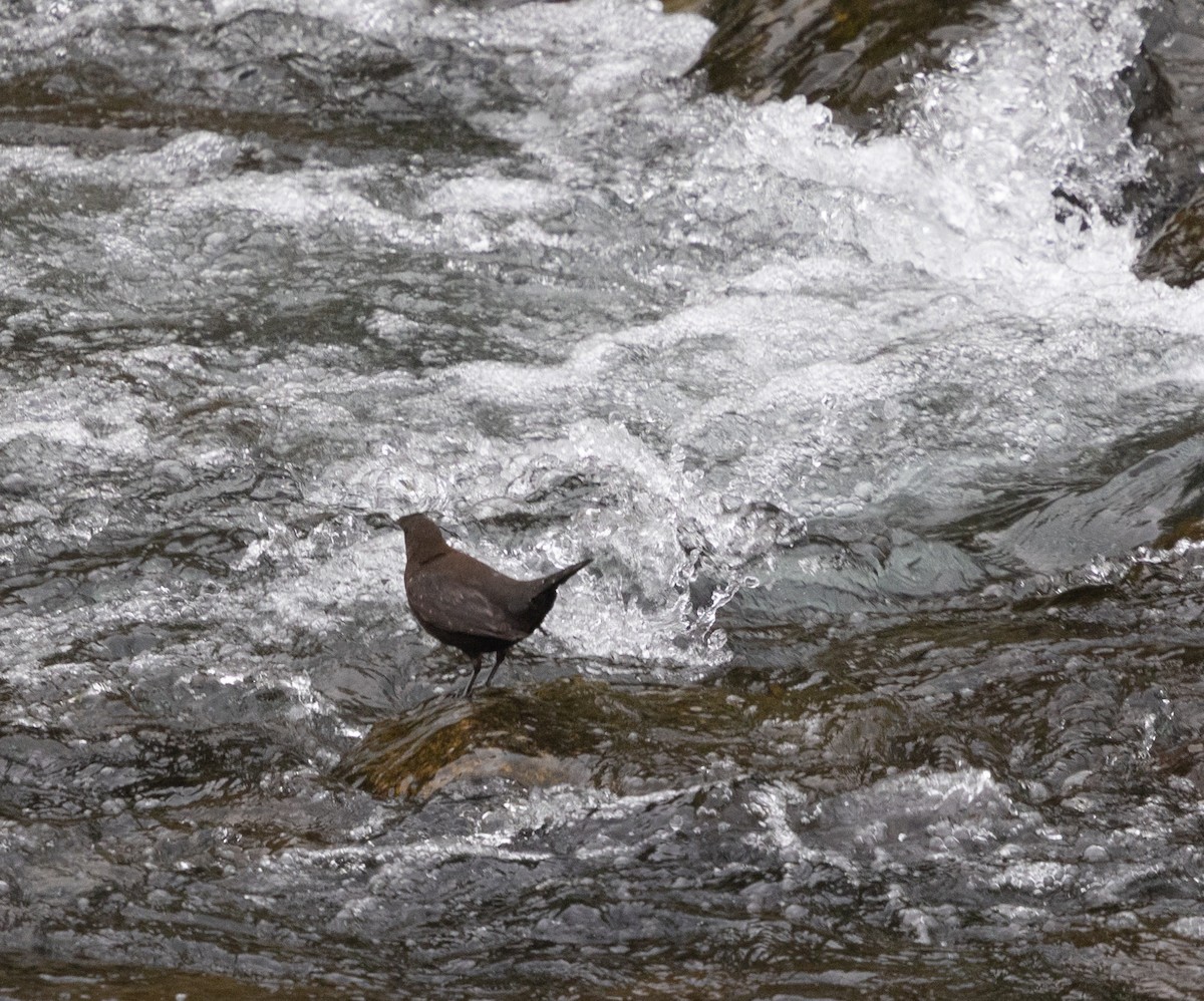Brown Dipper - ML637468367