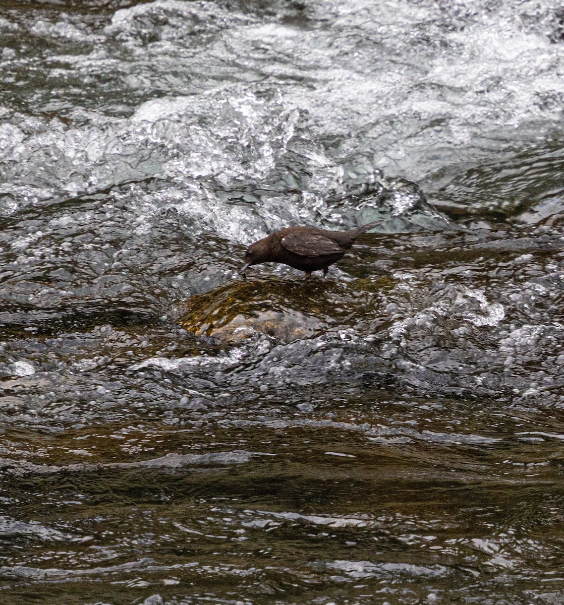 Brown Dipper - ML637468368