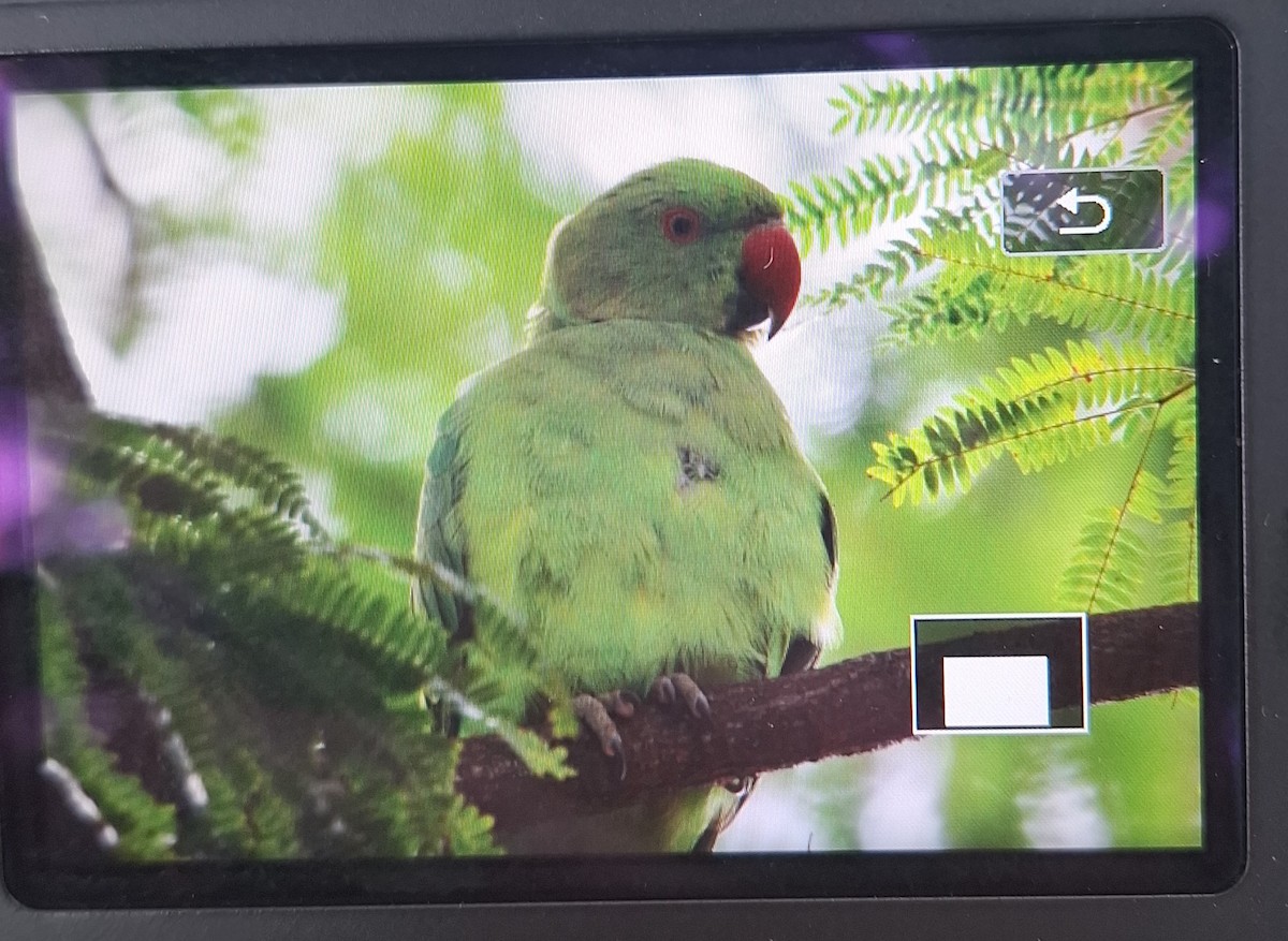 Rose-ringed Parakeet - ML637468381