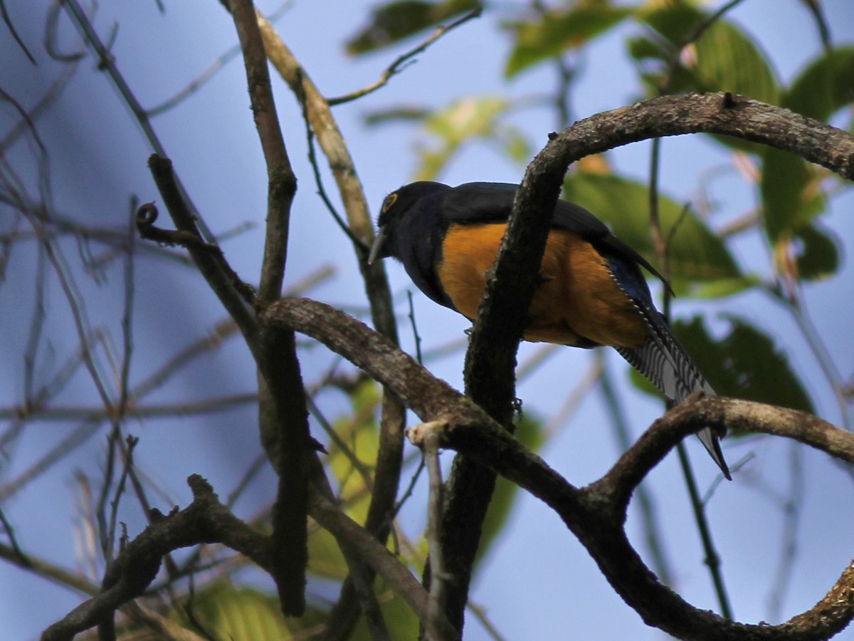 Amazonian Trogon - ML637468397