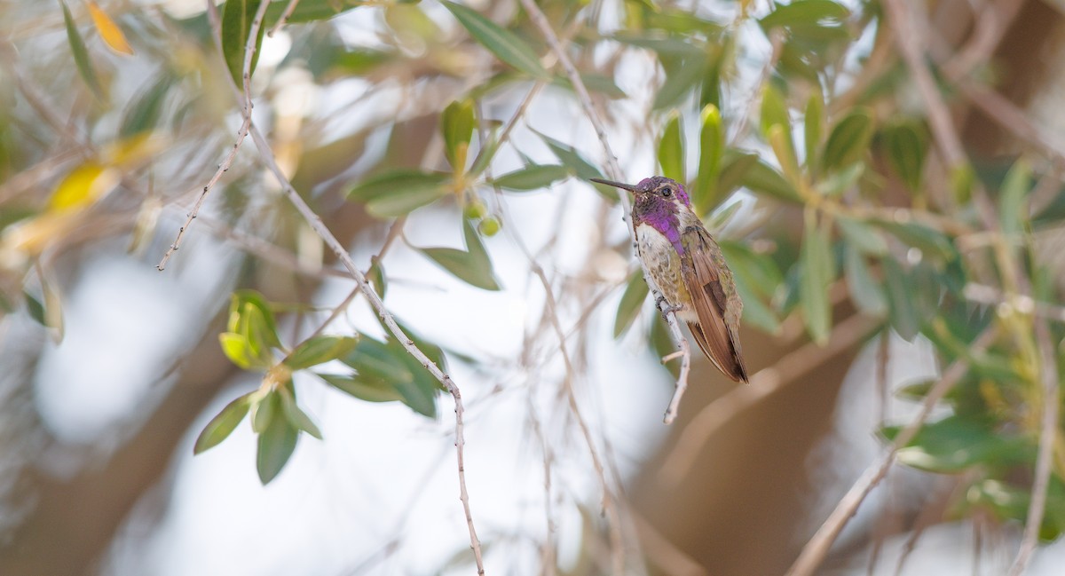Costa's Hummingbird - ML637468407