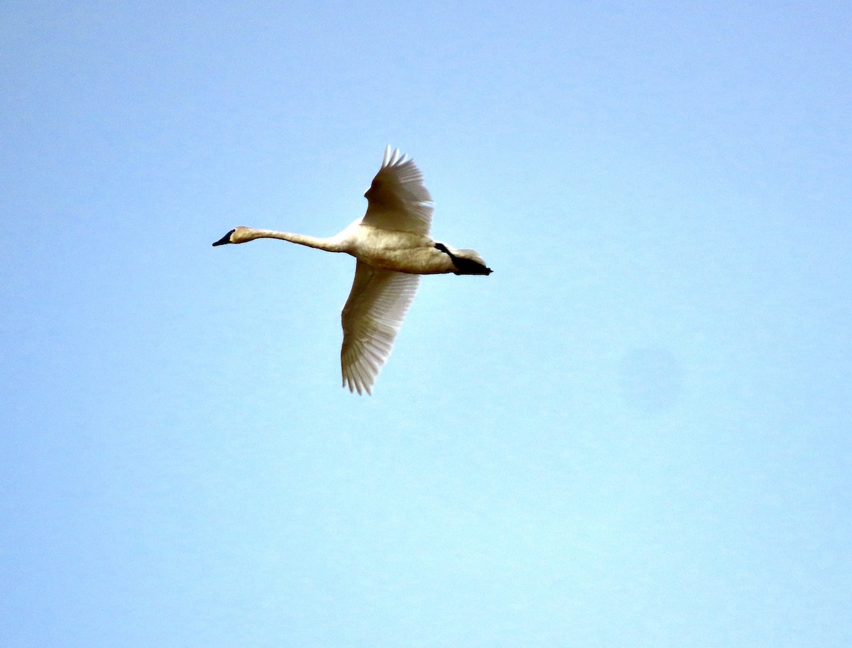 Tundra Swan (Whistling) - ML637468432