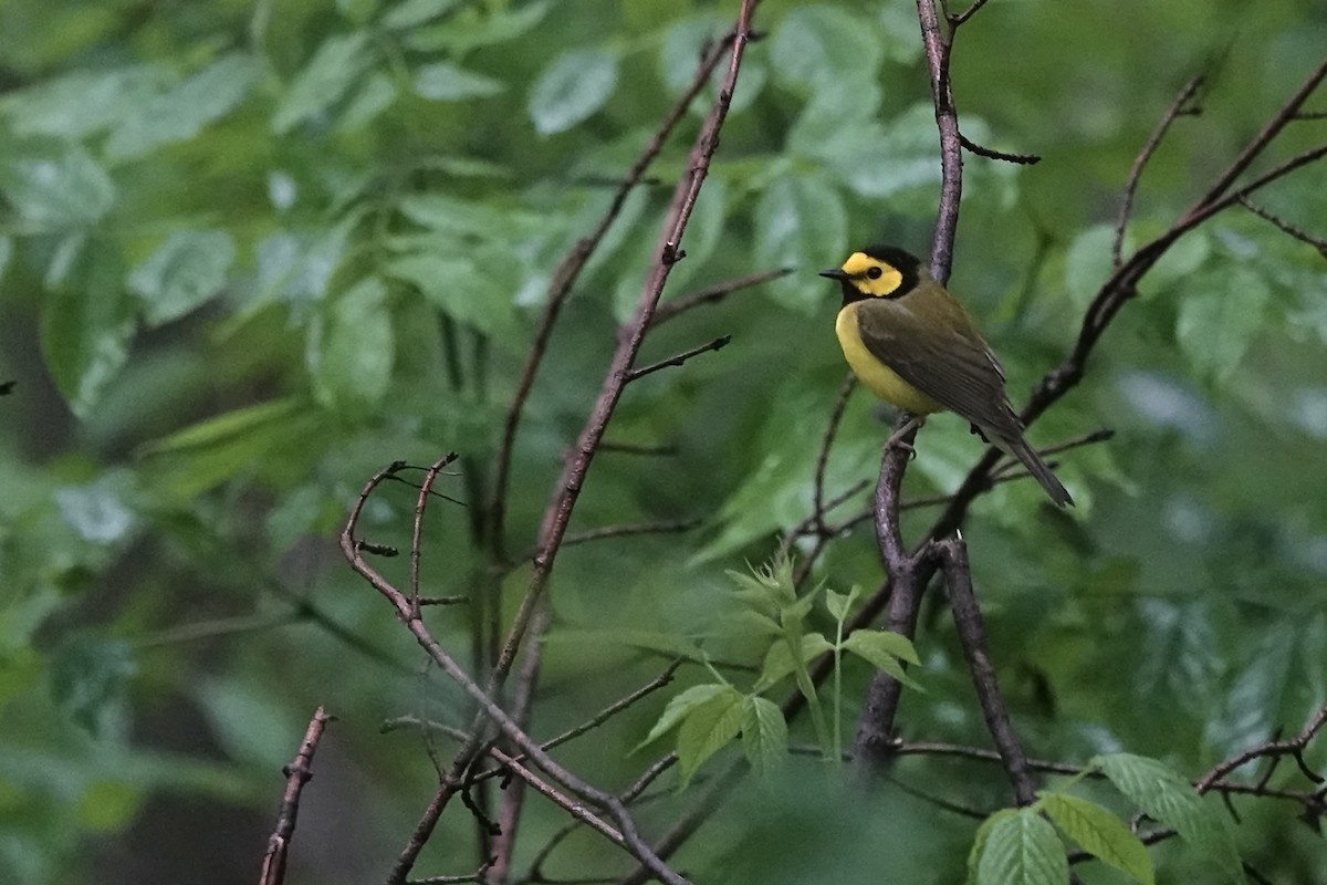 Hooded Warbler - ML637468460