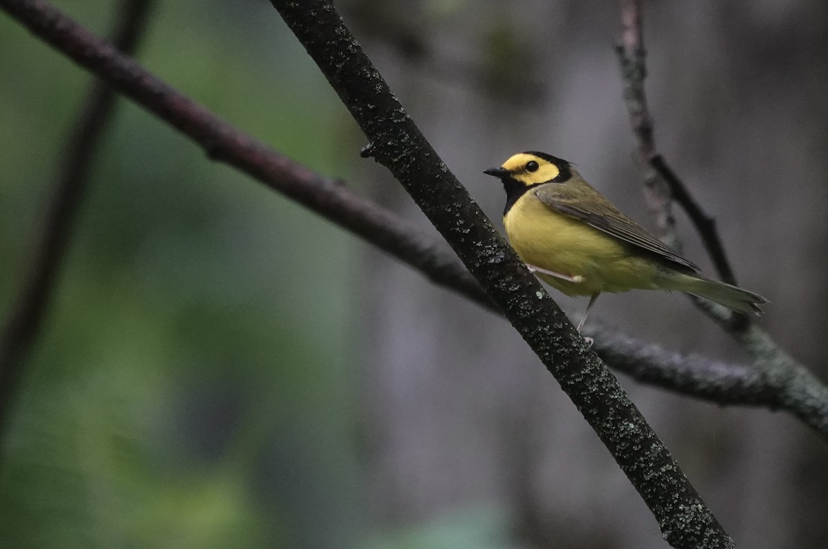 Hooded Warbler - ML637468461