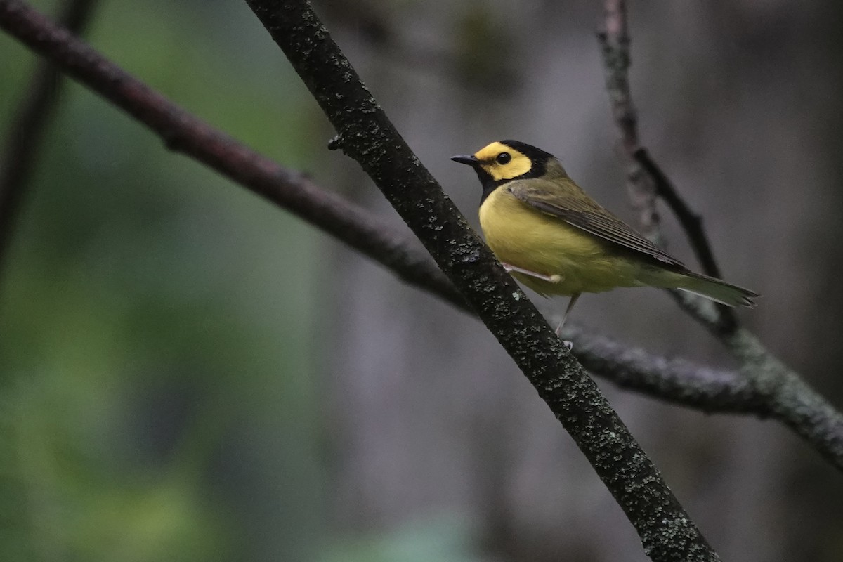 Hooded Warbler - ML637468462