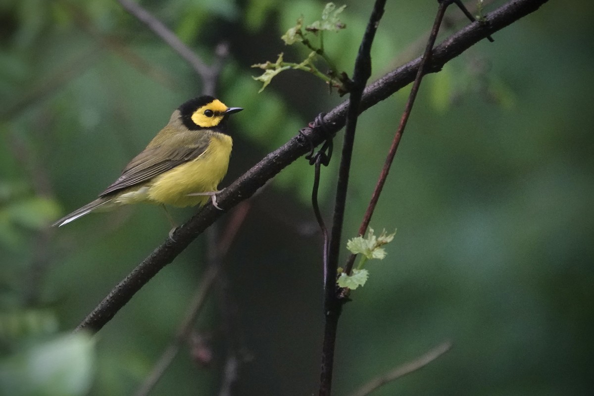Hooded Warbler - ML637468466