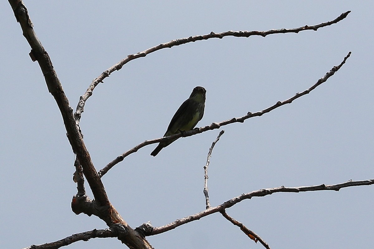 Olive-sided Flycatcher - ML637468475