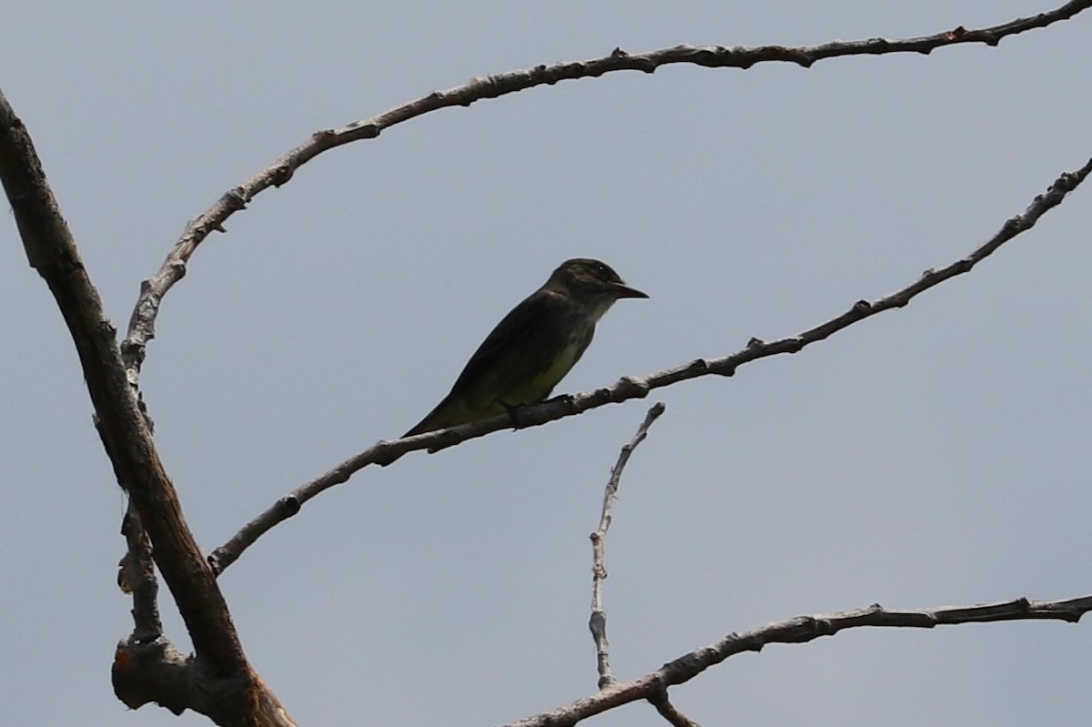 Olive-sided Flycatcher - ML637468477