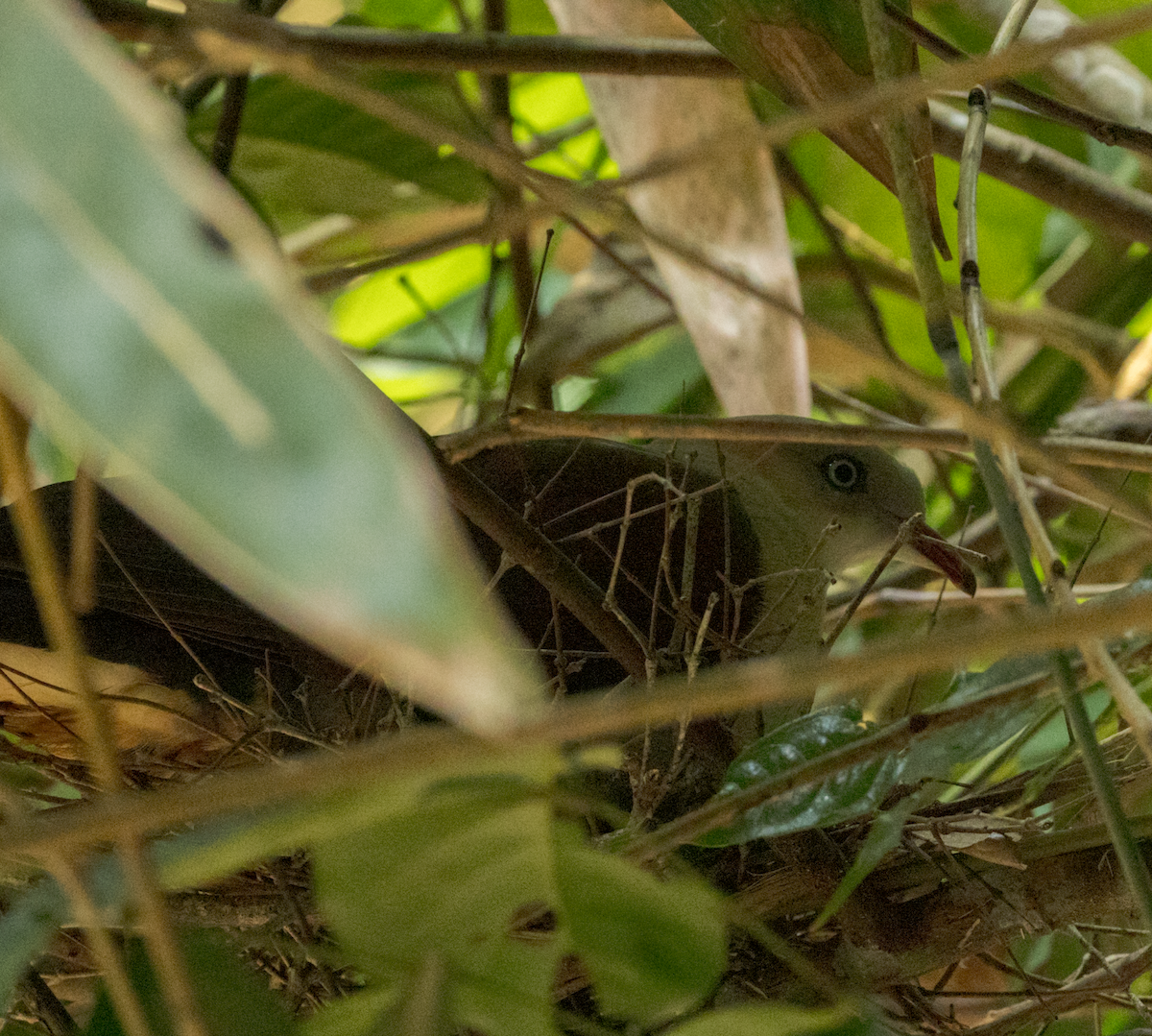 Mountain Imperial-Pigeon - ML637468483