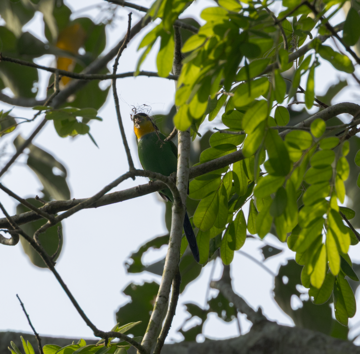 Long-tailed Broadbill - ML637468485