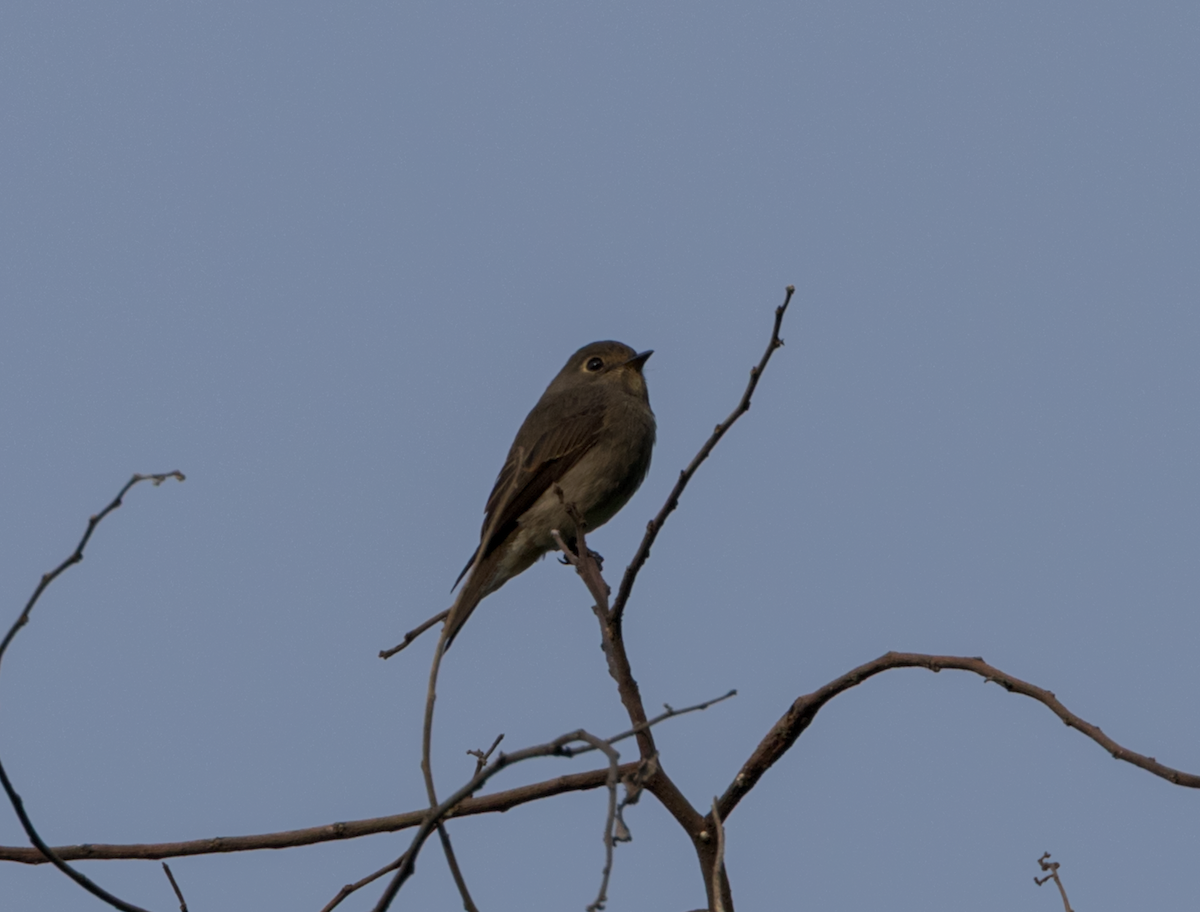 bird sp. - ML637468486